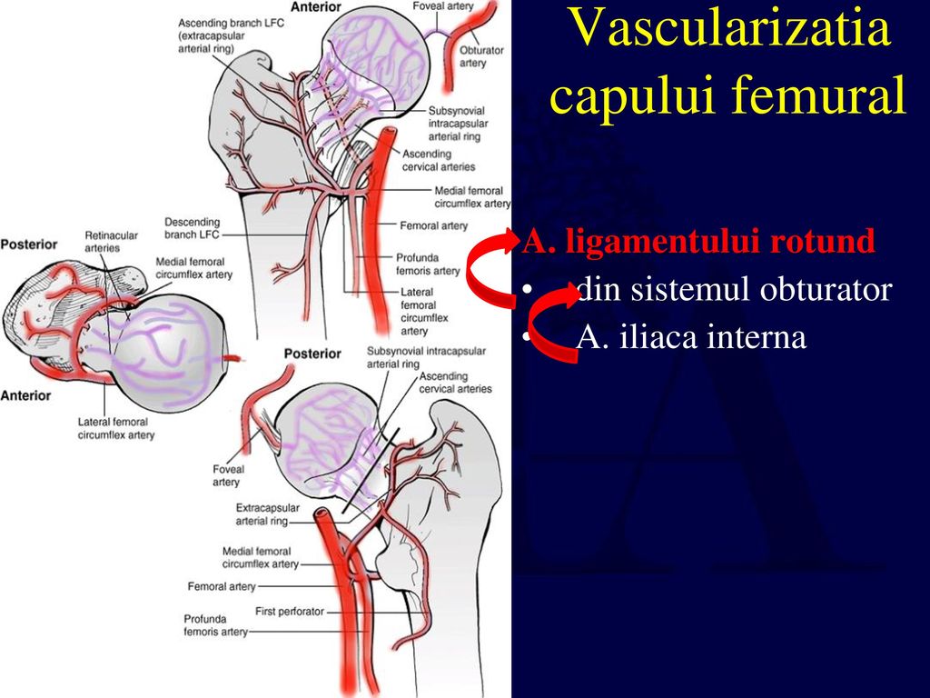 ligamentul capului femural