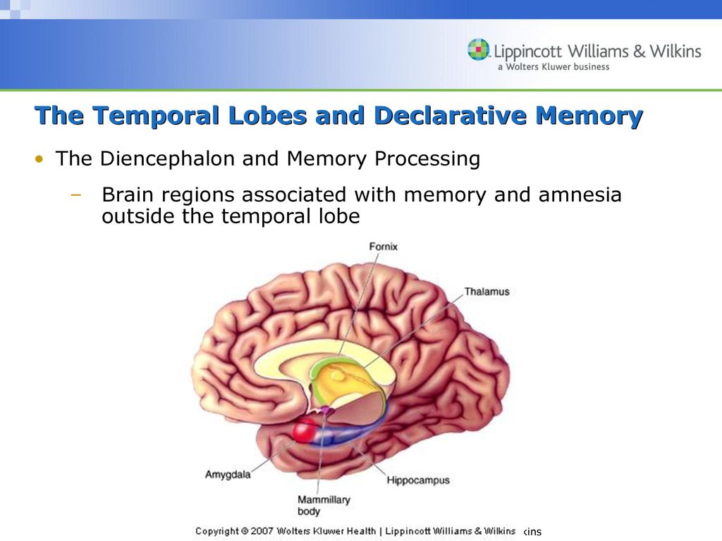 The Temporal Lobes and Declarative Memory