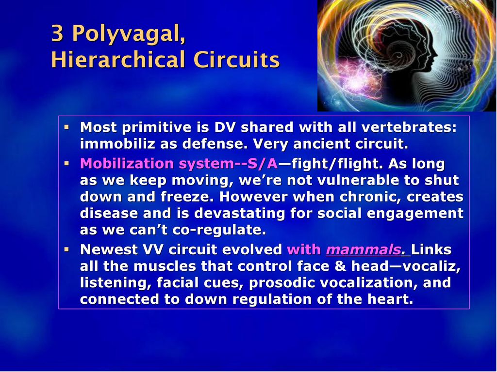 3 Polyvagal, Hierarchical Circuits