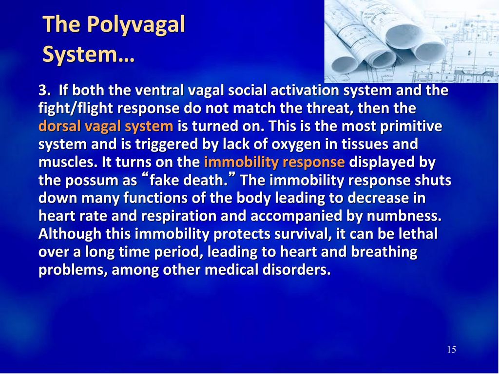 The Polyvagal System…