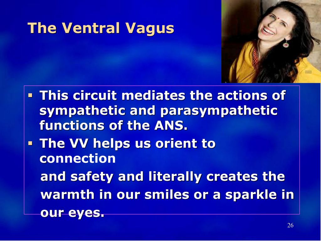The Ventral Vagus This circuit mediates the actions of sympathetic and parasympathetic functions of the ANS.