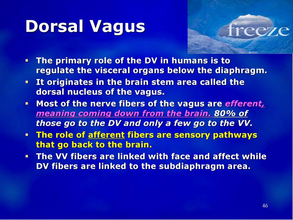 Dorsal Vagus The primary role of the DV in humans is to regulate the visceral organs below the diaphragm.
