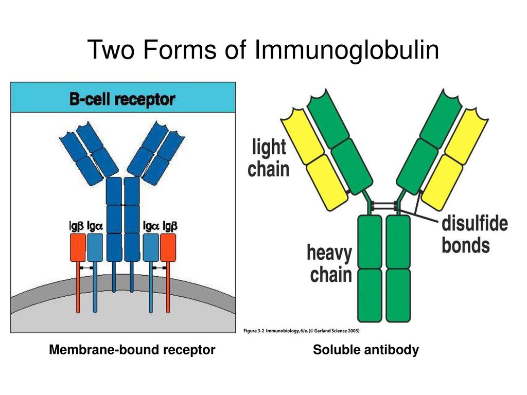 Группа иммуноглобулинов. Иммуноглобулин. Иммуноглобулин LG. Иммуноглобулин м и д. Иммуноглобулин g картинка.