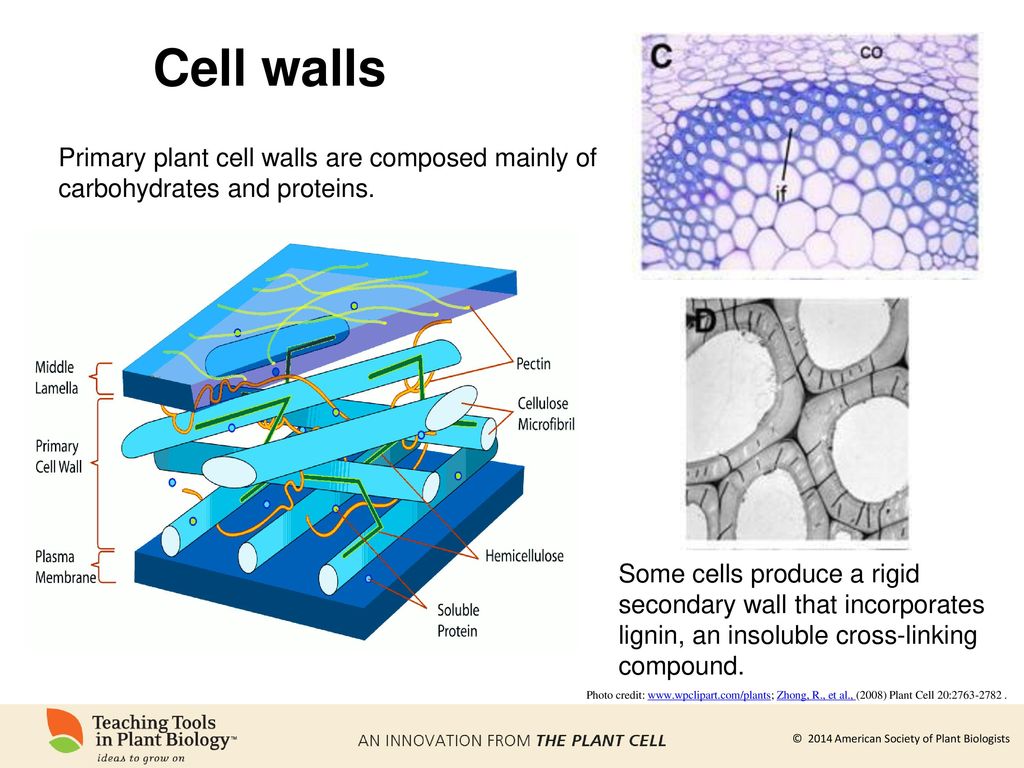 Имеет эластичную клеточную стенку. Состав клеточной стенки растений. Первичная и вторичная клеточная стенка растений. Состав первичной клеточной стенки растений. Строение клеточной стенки растений.