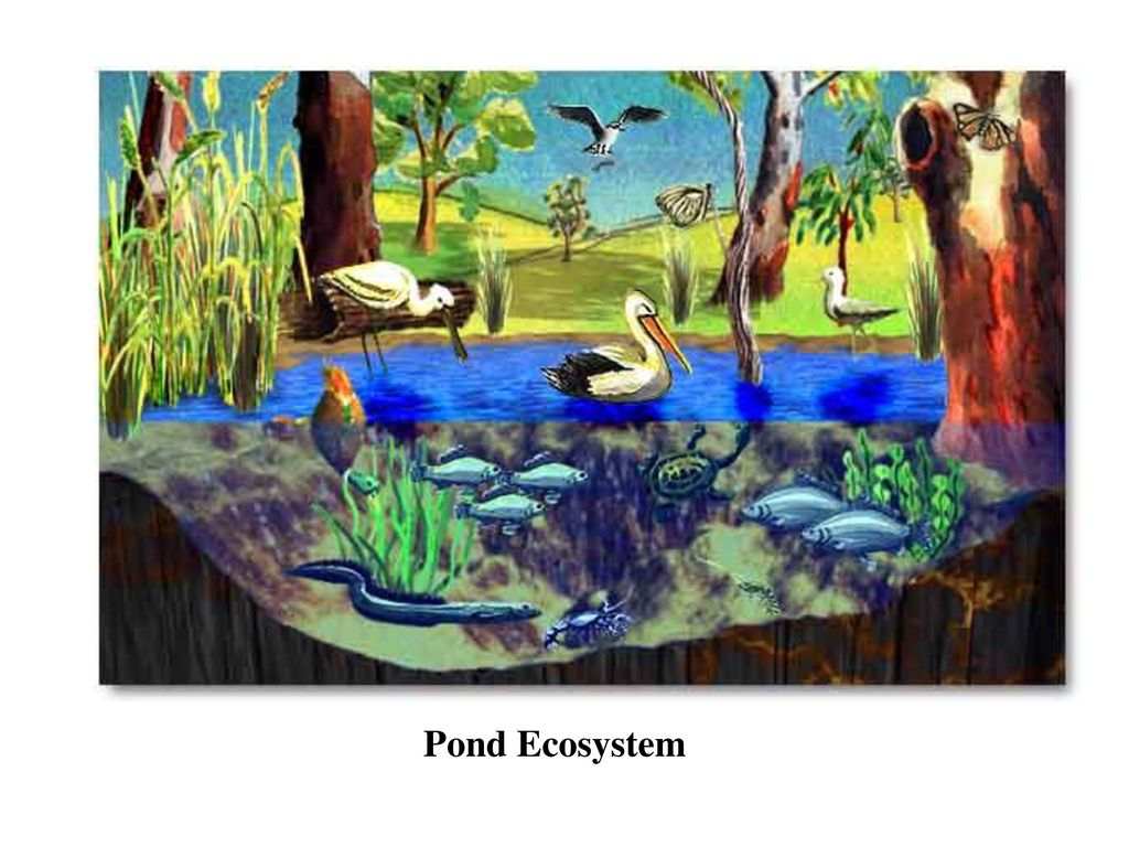 Buy Pond and River Ecosystem Print, Children's Room Artwork, Educational,  8.5 by 11 Artwork, Animals Kids Room, Girls Room, Boys Room Online in India  - Etsy