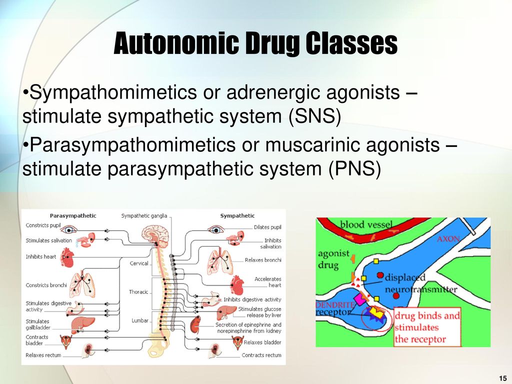 JoVE Science Education > Drugs Acting on Autonomic Nervous System: Adrenergic Agonists and Antagonists Agents
