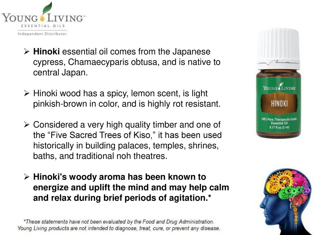 Essential oil hinoki Hinoki Leaf