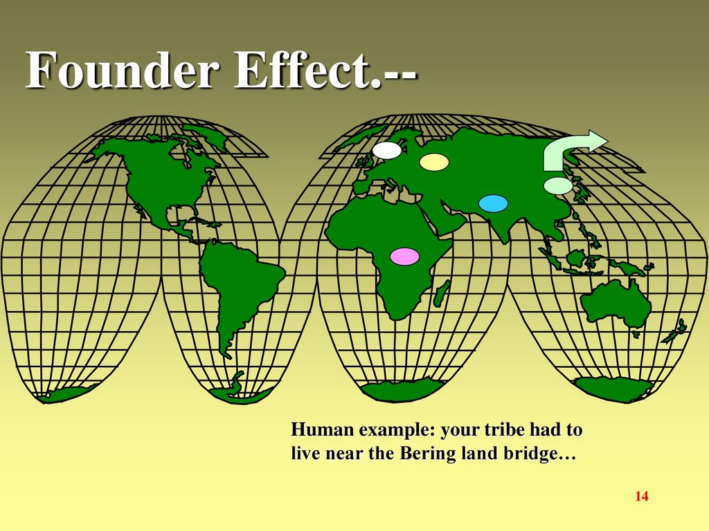 Founder Effect.-- Human example: your tribe had to live near the Bering land bridge…