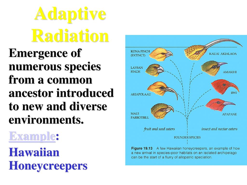 Adaptive Radiation Emergence of numerous species from a common ancestor introduced to new and diverse environments.