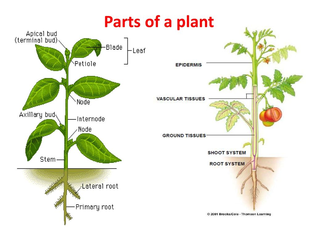 С английского на русский plant. Parts of a Plant. Parts of Plants and Trees презентация. Parts of Plants for Kids. Parts of a Plant ESL.