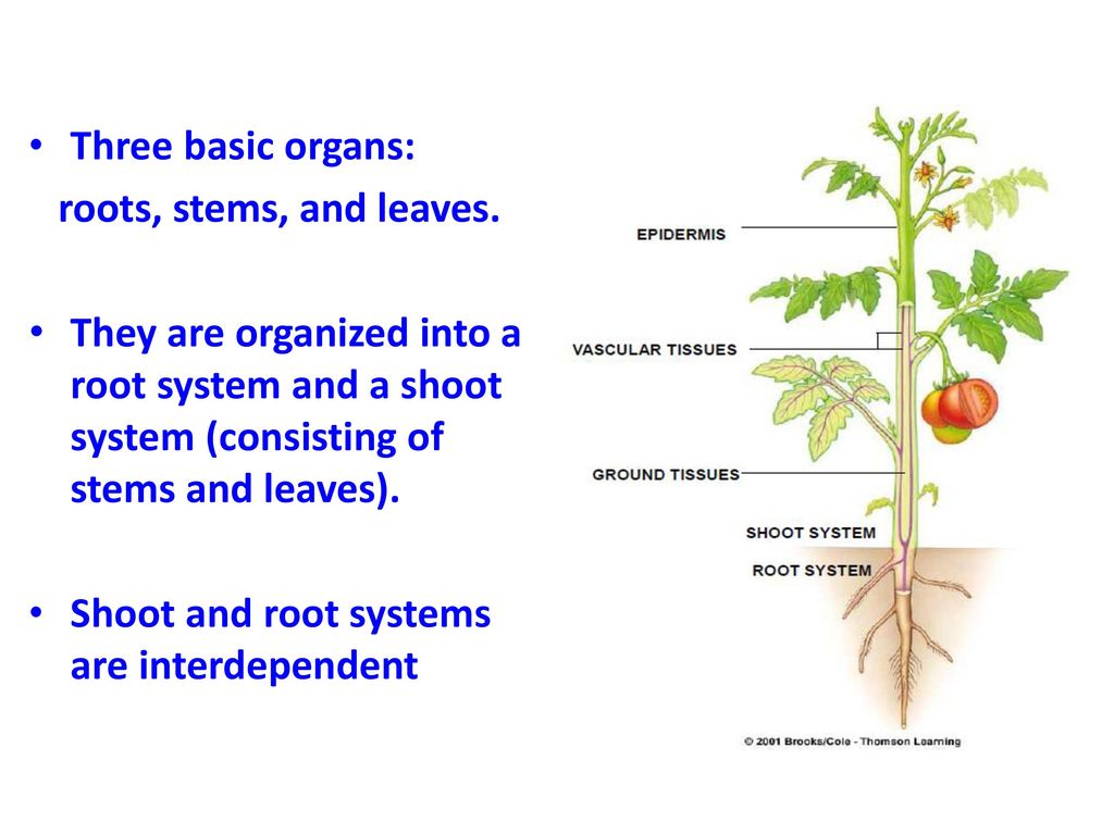 Learning Outcomes Know The Different Parts Of A Plant Ppt Download