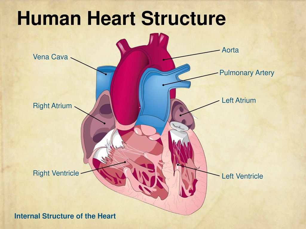 Make heart перевод. Строение сердца на английском. Heart structure. Строение сердца человека. Сердце человека строение на английском.