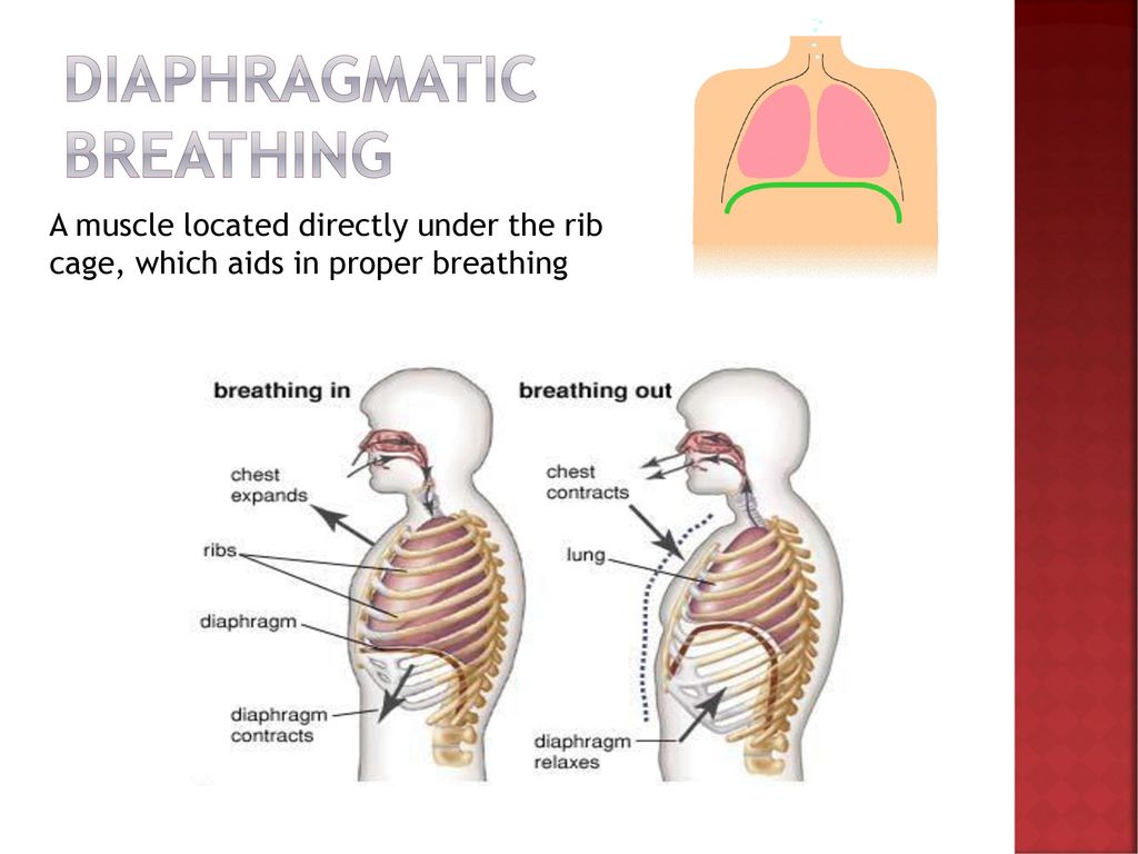 A muscle located directly under the rib cage, which aids in proper breathin...