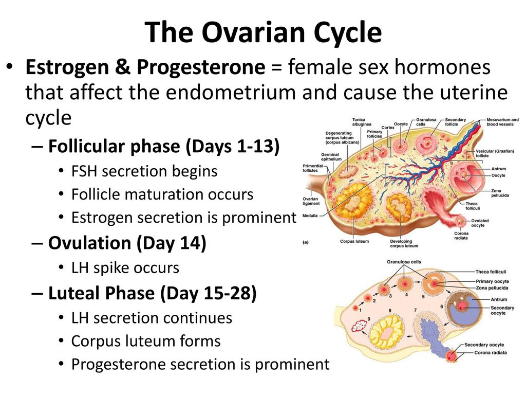 The Ovarian Cycle Estrogen & Progesterone = female sex hormones that affect the endometrium and cause the uterine cycle.