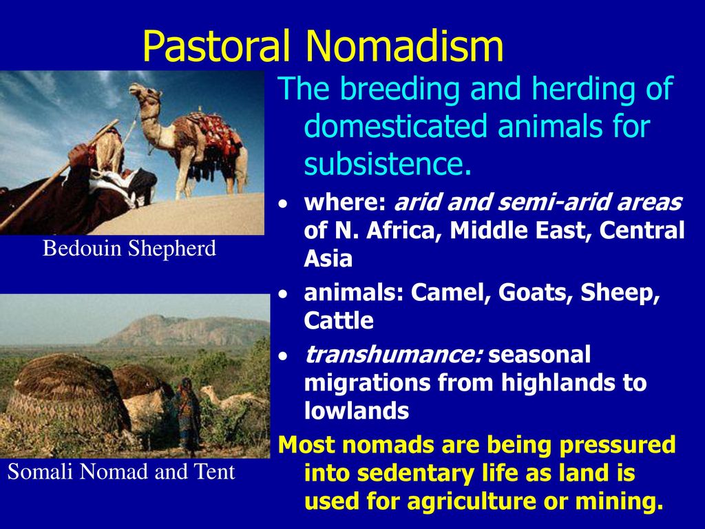 Pastoral Nomadism The breeding and herding of domesticated animals for subsistence.