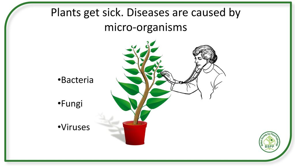 Communicable Plant Diseases and Plant Health – Part I - ppt download