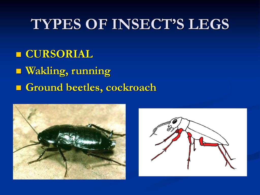 Insect legs