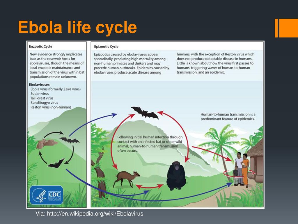 Molecular Evolution and Ebola - ppt download