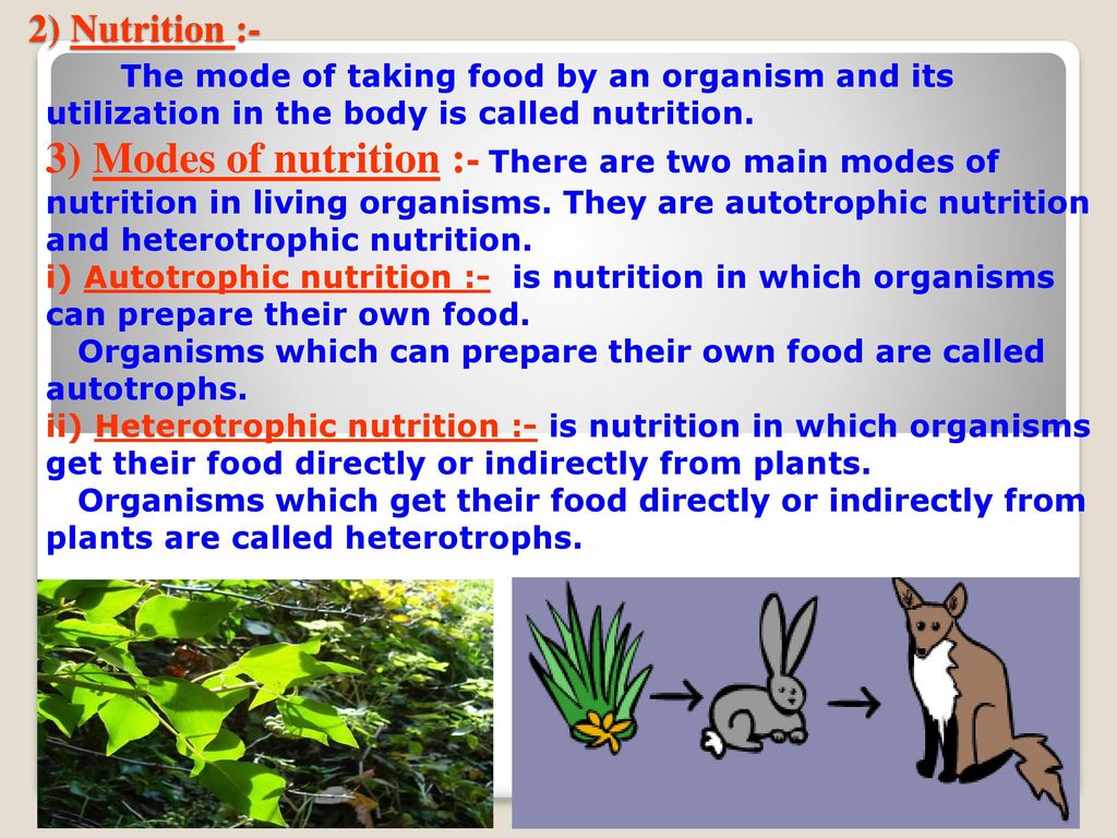 NUTRITION IN PLANTS. - ppt video online download