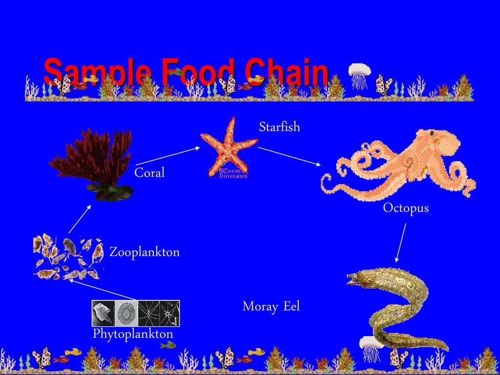 Aquatic Ecosystems Freshwater Marine Ponds & Lakes Streams & Rivers ... Biology Diagrams