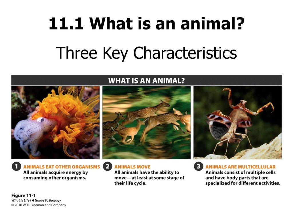 Chapter 11: Animal Diversification - ppt download