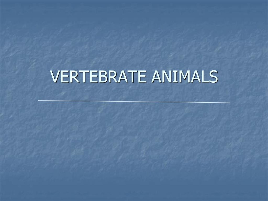 VERTEBRATE ANIMALS