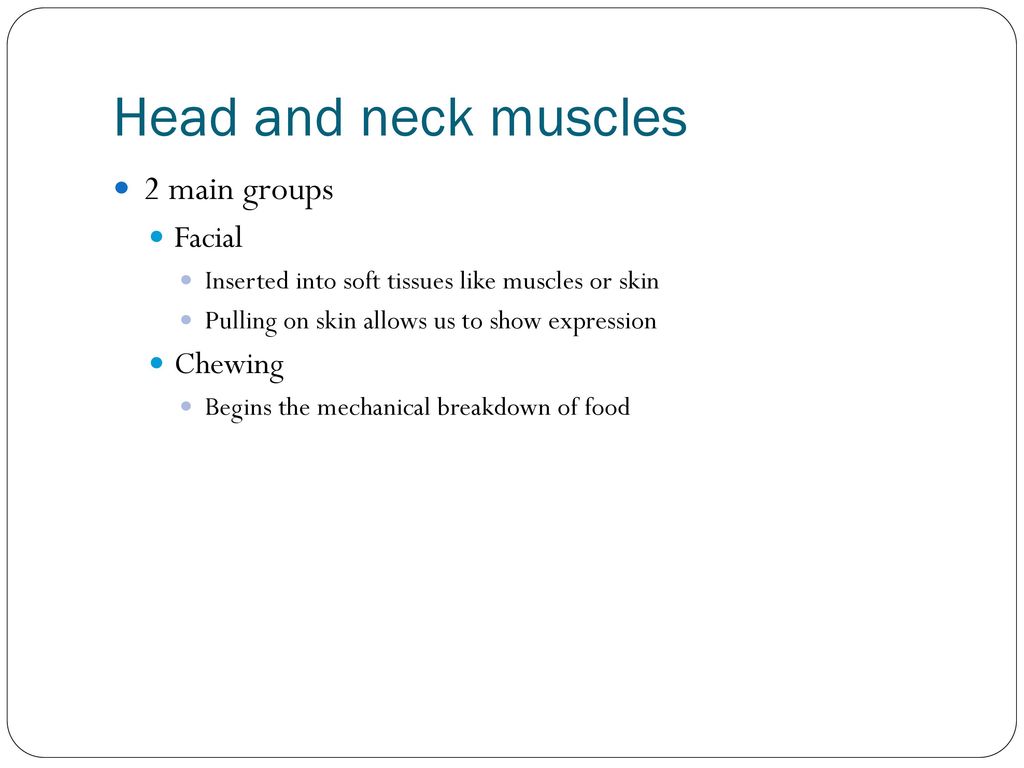 The Muscular System Chapter ppt download