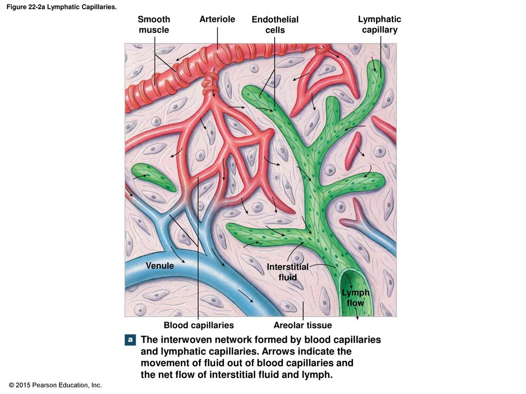 The Lymphatic System and Immunity - ppt download