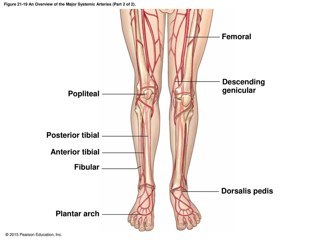 21-1 Classes of Blood Vessels - ppt download