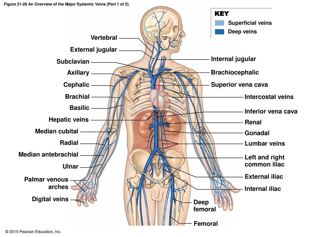21 1 Classes Of Blood Vessels Ppt Download