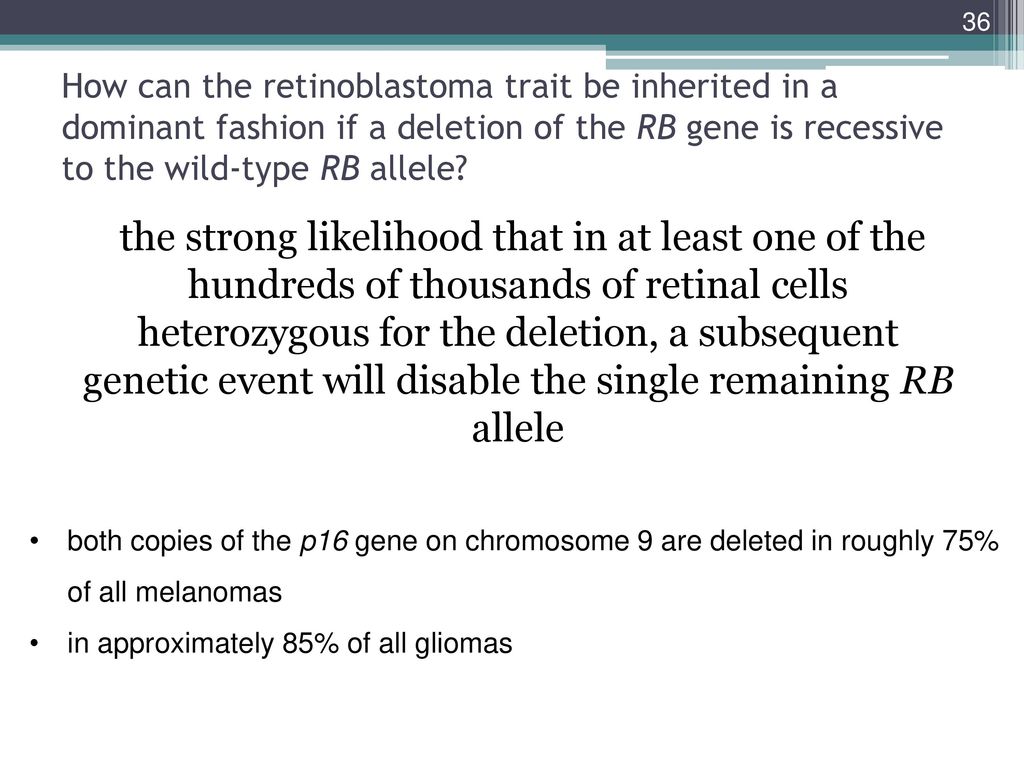 How can the retinoblastoma trait be inherited in a dominant fashion if a deletion of the RB gene is recessive to the wild-type RB allele