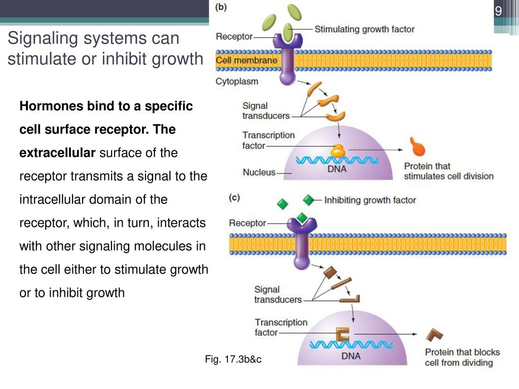 Signaling systems can stimulate or inhibit growth