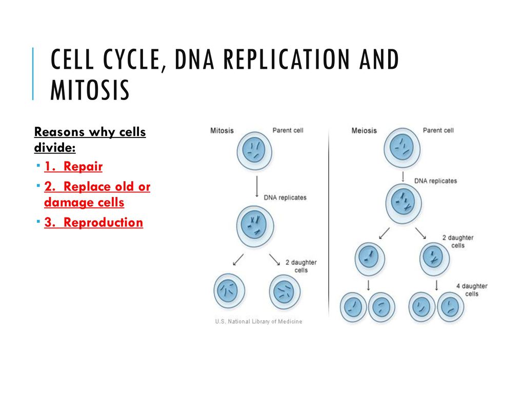 Mitosis Worksheet Biology Worksheet Science Worksheets Mitosis