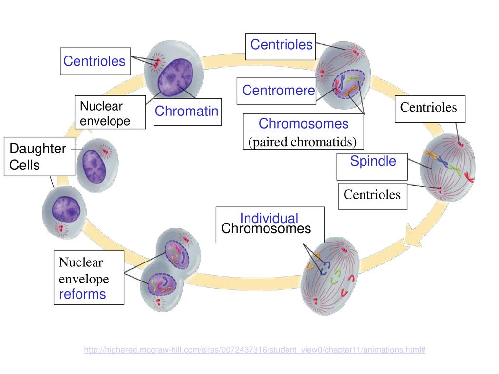 Centrioles Centrioles Centromere Centrioles Chromatin _______________