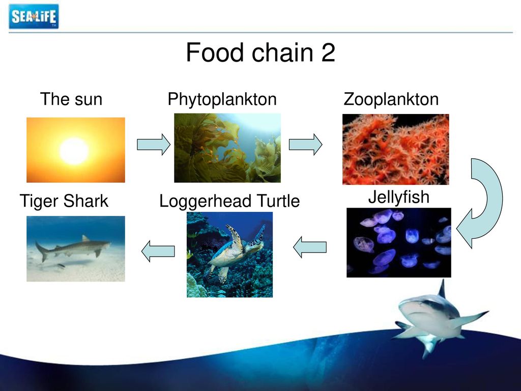 Фитопланктон зоопланктон пищевая. Зоопланктон и фитопланктон цепи питания. Zooplankton Chain. Пищевая цепь моря. Что раньше фитопланктон или зоопланктон.