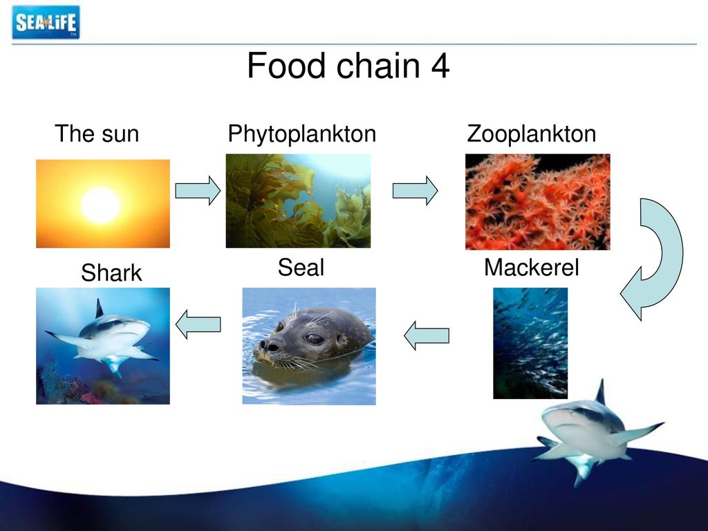Zooplankton Chain. Difference between zooplankton and phytoplankton. Difference between zooplankton and phytoplankton ეატ პყრამიდ.