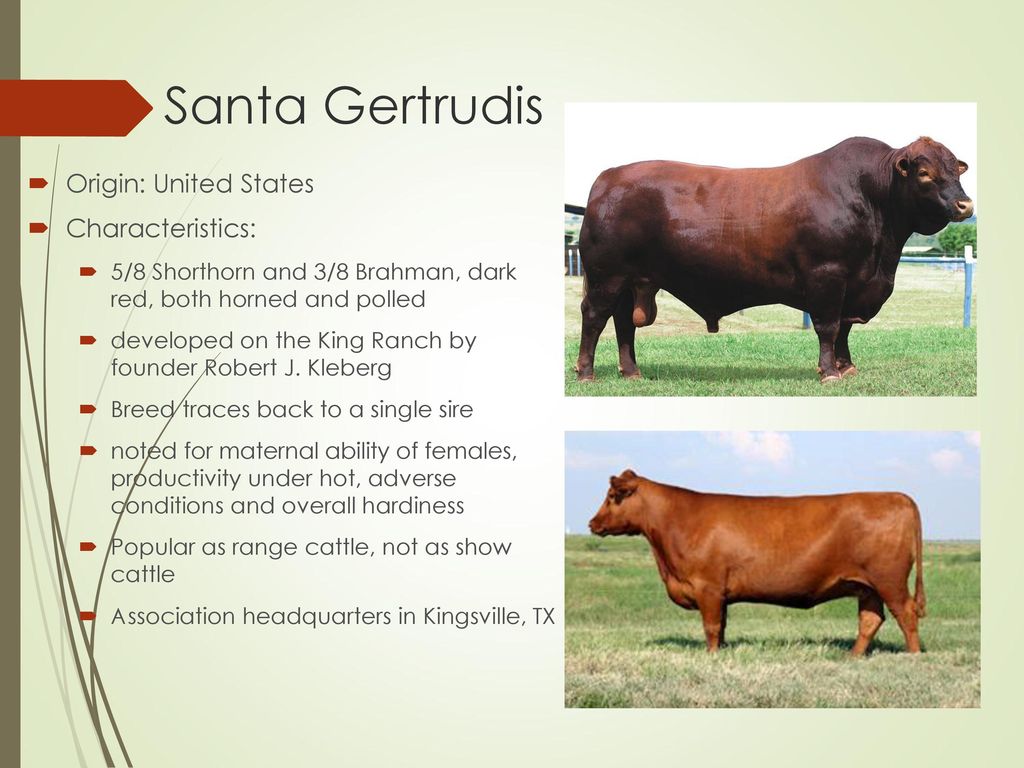 Santa Gertrudis Cattle Origin Following Grows For Santa Gertrudis