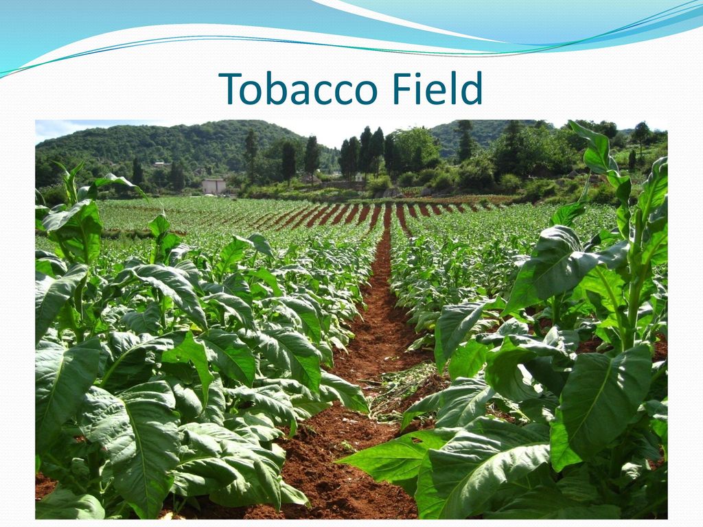 Tobacco. - ppt download