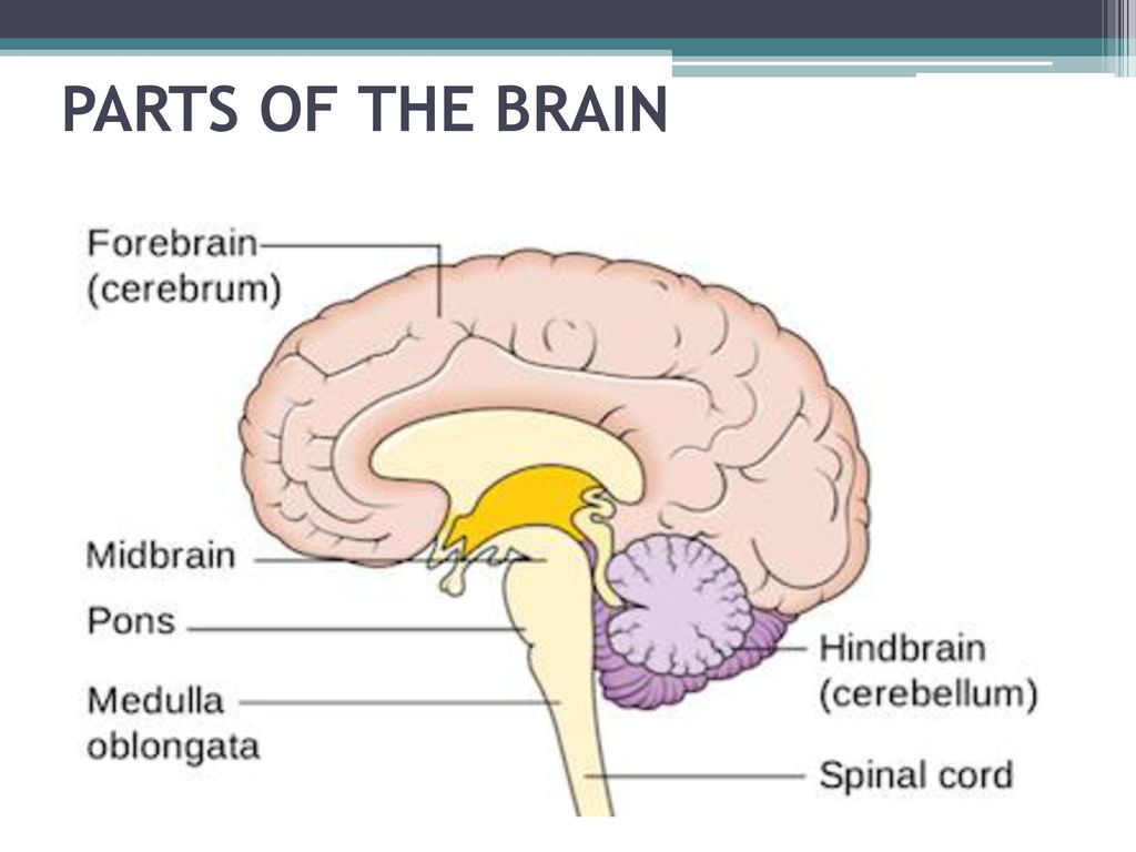 Brain 89. Parts of the Brain.