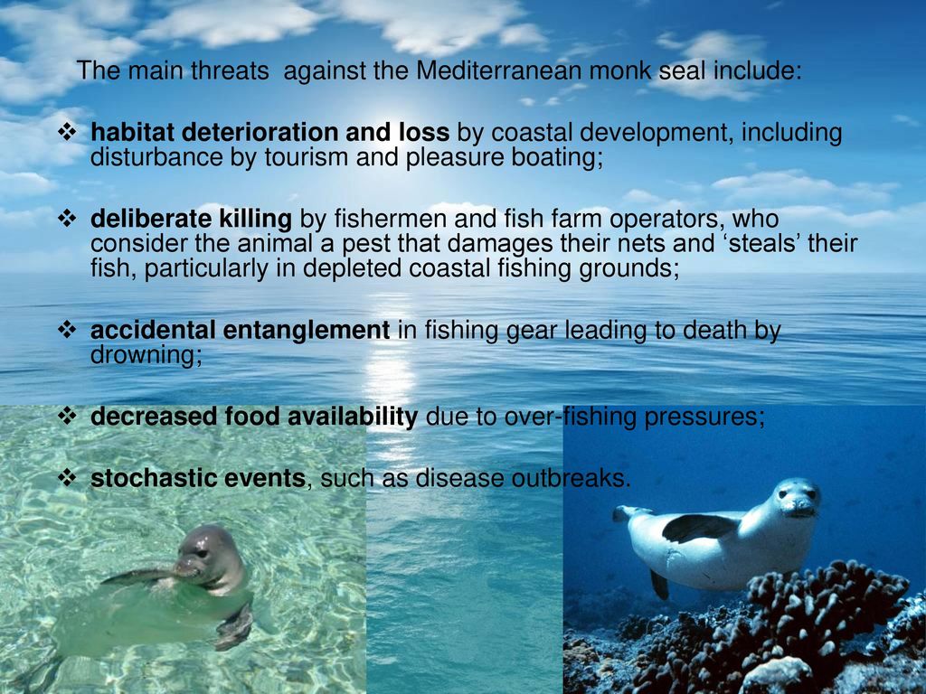 The main threats against the Mediterranean monk seal include: