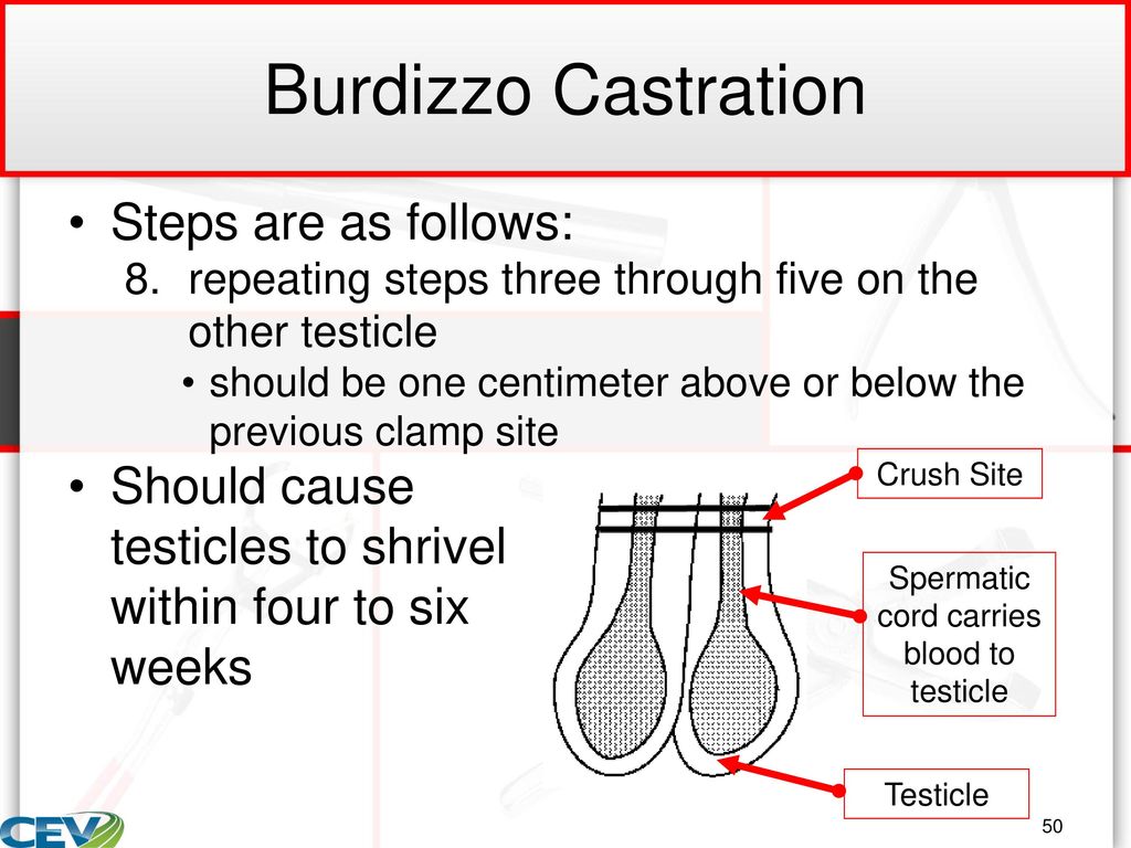 Burdizzo Porn