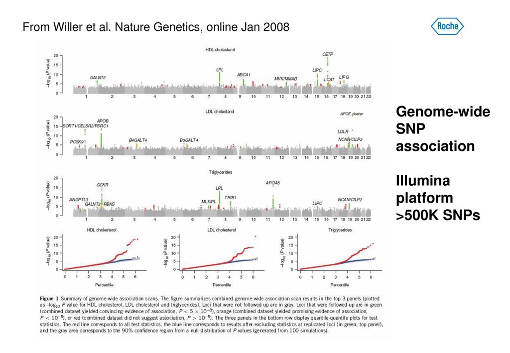 Genome-wide SNP association Illumina platform >500K SNPs