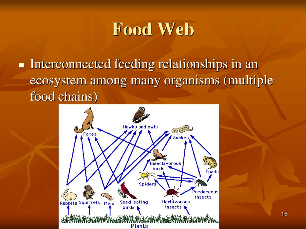 Community Ecology Chapter ppt download Biology Diagrams