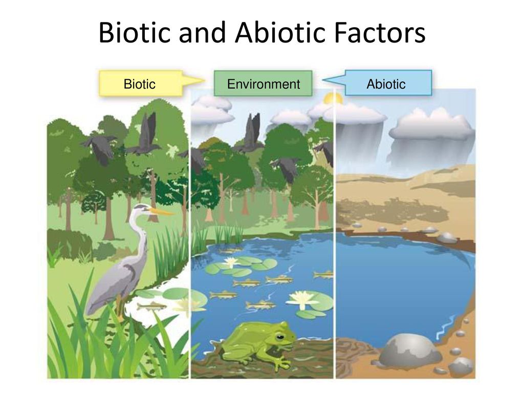 Biotic and Abiotic Factors.