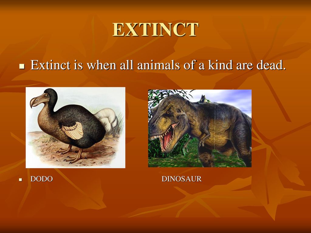 ENDANGERED AND EXTINCT ANIMALS - ppt download