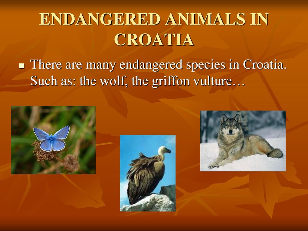 ENDANGERED AND EXTINCT ANIMALS - ppt download
