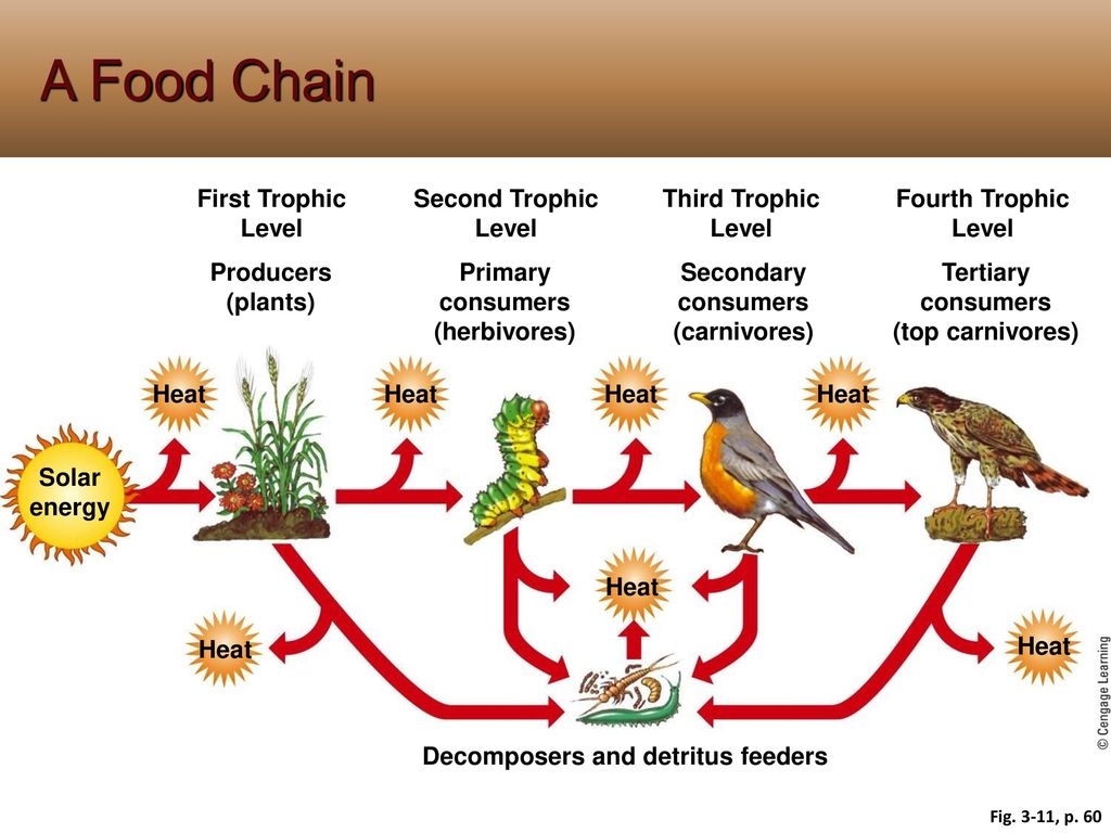 Пищевая цепь пшеничного поля. Food Chain. Пищевая цепь пустыни. Trophic Level. Длинная пищевая цепь.
