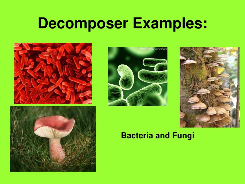 Decomposer Definition decomposer-definition