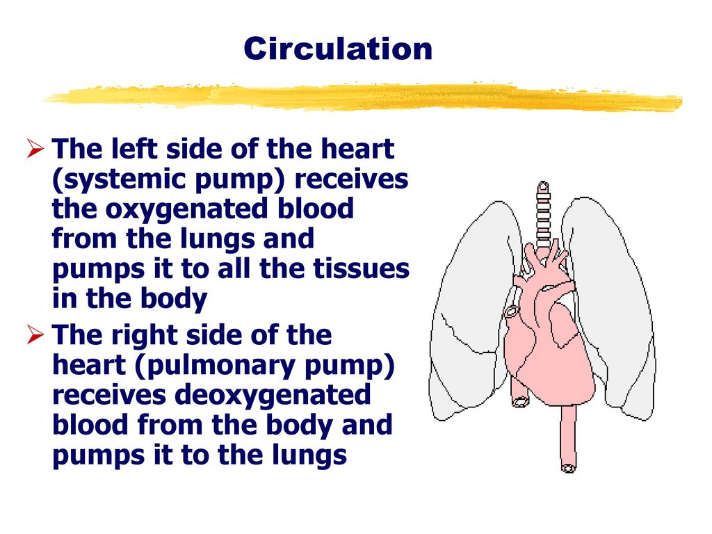 Circulation The left side of the heart (systemic pump) receives the oxygenated blood from the lungs and pumps it to all the tissues in the body.