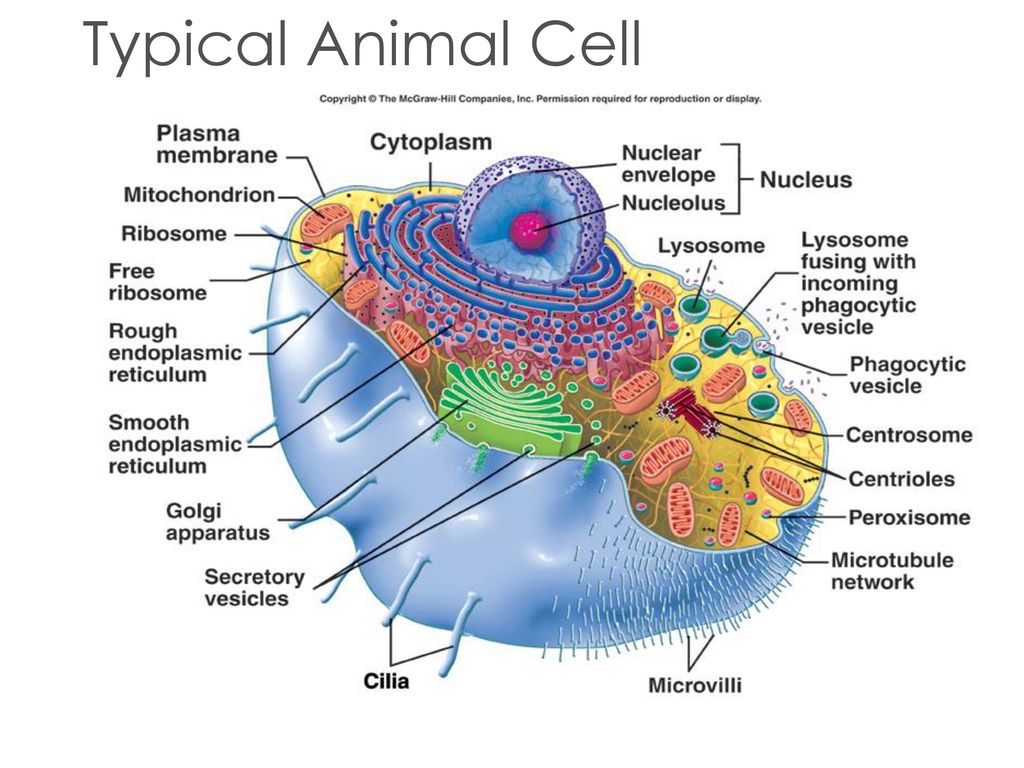 Basic information on cell: - ppt download